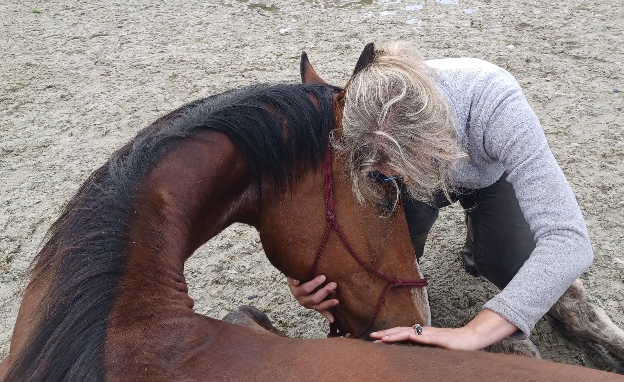 Rien doet energetische healing op een paard
